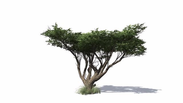3D animated Acacia tree with wind effect and shadows on white background