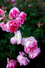 Large green bush with fresh delicate vivid pink roses in full bloom in a summer garden with blurred green leaves, beautiful outdoor floral background photographed.