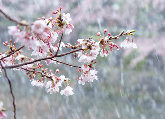 Snow cherry　Cherry Blossoms　sakura　In full bloom　flower