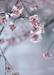 Snow cherry　Cherry Blossoms　sakura　In full bloom　flower