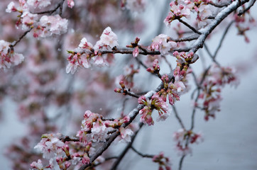 Snow cherry　Cherry Blossoms　sakura　In full bloom　flower