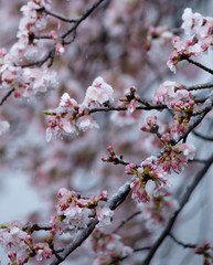 Snow cherry　Cherry Blossoms　sakura　In full bloom　flower