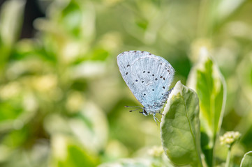 bläuling