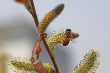 꿀벌과 버드나무 꽃
