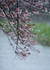 Snow cherry　Cherry Blossoms　sakura　In full bloom　flower