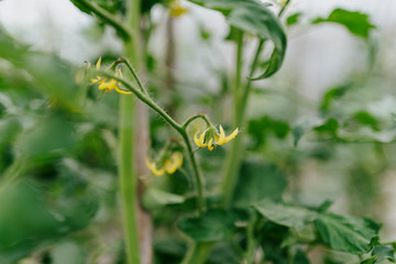 green leaves on the ground