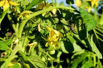 green young tomatoes in spring on a bush