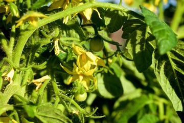 green young tomatoes in spring on a bush
