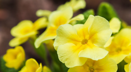 Blooming yellow primrose in the spring garden