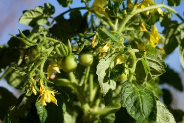 Obraz premium green young tomatoes in spring on a bush