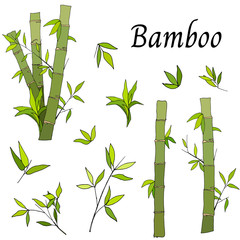 Bamboo set in a flat style. Asian tropical garden from green stems and leaves. Natural organic food vector cartoon illustration.