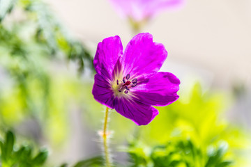 Fleur en macrophotographie avec le pistil