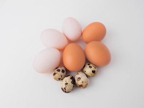 Characteristic of three type eggs: chicken egg, duck egg, and quail egg on white background.