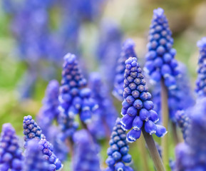 Blue buds flowers Muscari armeniacum or Grape Hyacinth