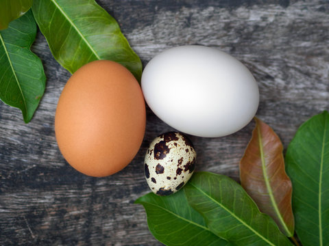 Characteristic of three type eggs: chicken egg, duck egg, and quail egg on natural background.