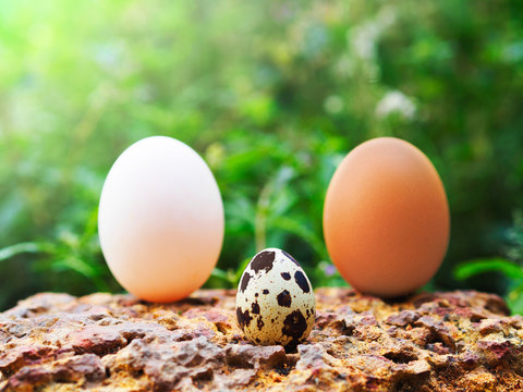 Characteristic of three type eggs: chicken egg, duck egg, and quail egg.