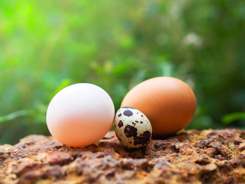 Characteristic of three type eggs: chicken egg, duck egg, and quail egg.