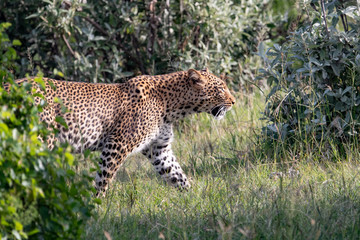 leopard prowling through the grass in the Masai Mara, Kenya