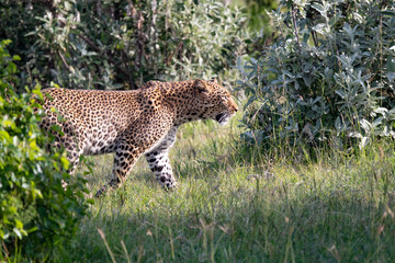 portrait of a leopard walking in the grass