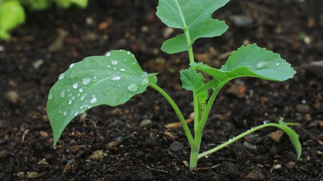 畑に植えられた野菜の苗　家庭菜園　栽培　イメージ
