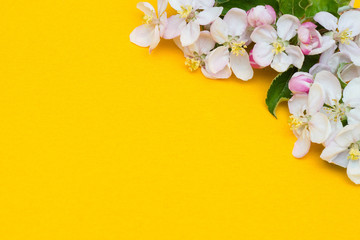 Frame border of apple flowers isolated on yellow background. Flat lay, top view floral frame
