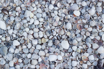 Seashell background, many different seashells, gray folded together