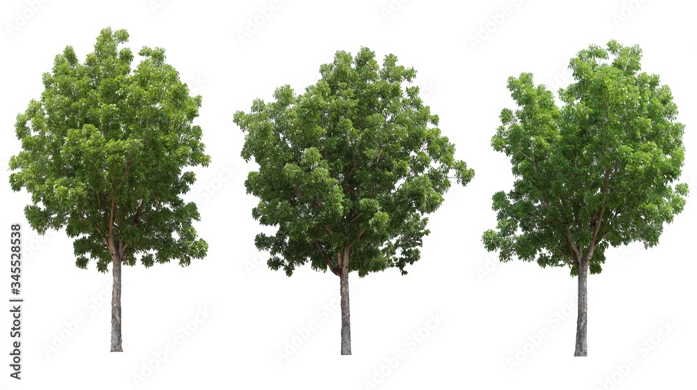 Wall mural mahogany tree isolated on white background for design usage purpose
