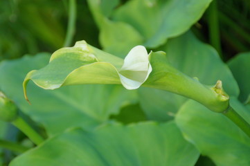 exotic flower growing in a botanical garden on the Spanish island of Tenerife on a summer warm...