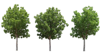 Mahogany tree isolated on white background for design usage purpose