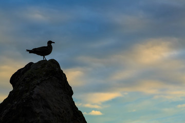 A seagull silhouetted on a rock against a sunset sky