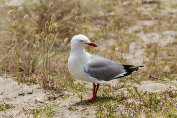 A red-billed seagull, native to New Zealand, standing in beach grasses