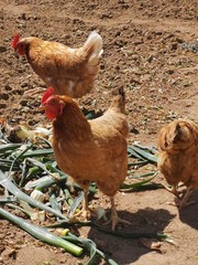 gallinas