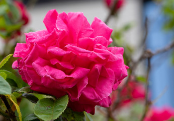 rose　flower　purplish pink　beautiful