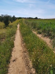 Obraz premium Camino rural