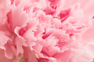 Bright, beautiful and fragrant carnations