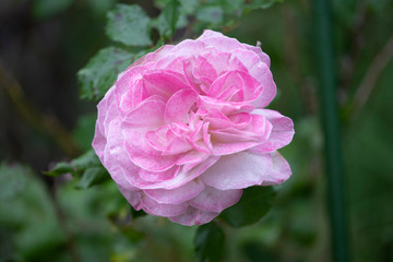 rose　flower　purplish pink　beautiful