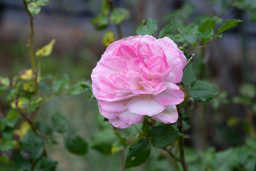 rose　flower　purplish pink　beautiful