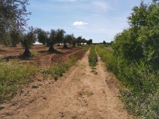 Camino rural