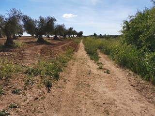 Camino rural