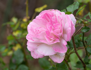 rose　flower　purplish pink　beautiful