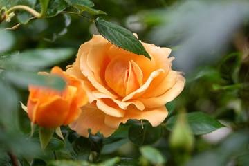 rose　flower　purplish pink　beautiful