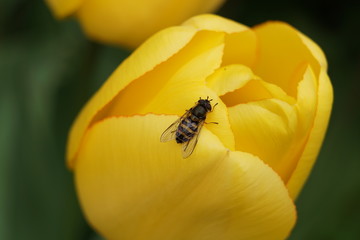 Bee on a tulip flower 