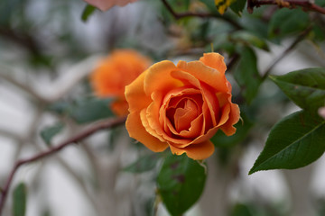 rose　flower　purplish pink　beautiful