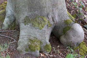detail photo of the bottom of a tree with nice roots, moss and leafs on the ground