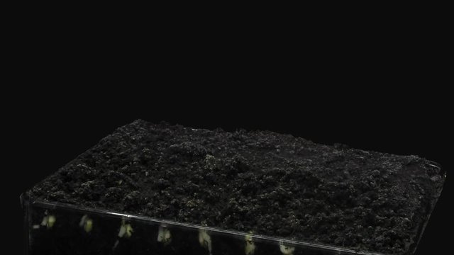 Time-lapse of germinating microgreens mung bean seeds 6a1 in PNG+ format with ALPHA transparency channel isolated on black background
