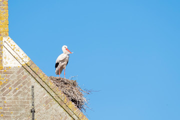 A stork stands on a chimney in its nest, the wind blows through the feathers, blue sky in background