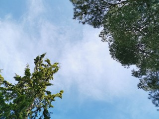 Fototapeta premium Pinar y cielo