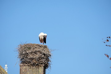 Fototapeta premium A stork stands in its nest on a chimney, in the spring , blue sky in background