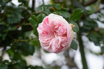 rose　flower　purplish pink　beautiful