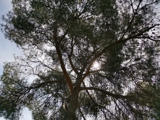 Fototapeta premium Pinar y cielo